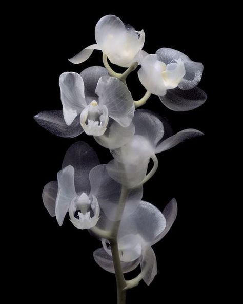 Bonito, Ghost Orchid Aesthetic, Dark Orchid Aesthetic, Black Orchid Aesthetic, Luna Ikuta, Dark Flowers Aesthetic, Black Flowers Aesthetic, Orchids Aesthetic, Orchid Flower Aesthetic