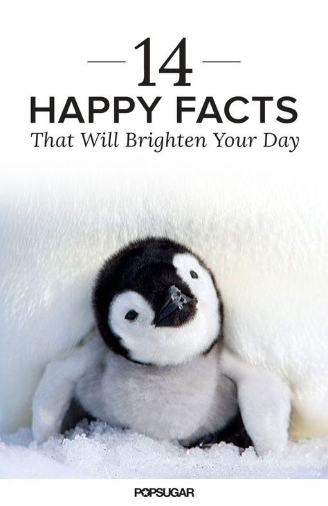 These 14 happy facts from a recent Reddit thread will melt your cold mid-Winter heart, because it's impossible not to get a smile from an adorable swarm of bunnies and cows kissing. Happy Thoughts, Cows Kissing, Happy Facts, Positive Inspiration, Smart Living, Day Quotes, True Feelings, Real Life Stories, I Feel Good