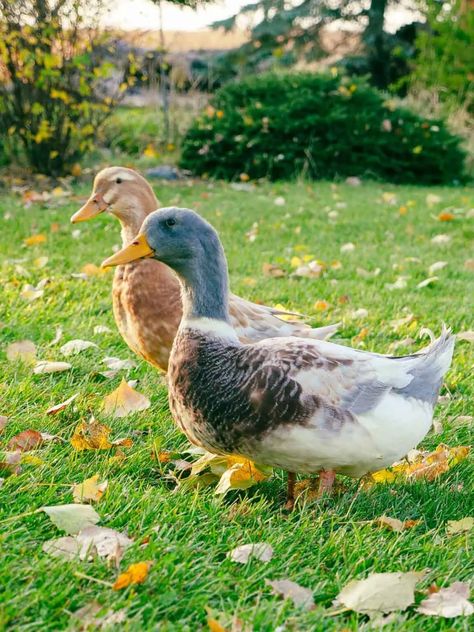 Saxony Ducks {Everything You Want To Know} - The Peasant's Daughter Nature, Chickens On A Farm, Hobby Farm Animals, Saxony Ducks, Ducks Farm, Farm Ducks, Ducks Photography, Aesthetic Bird, Pond Photography