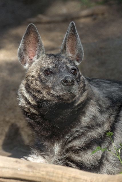 Striped Hyena | The striped hyena is not the largest, but it… | Flickr Hyena, Hyena Animal, Striped Hyena, San Diego Zoo, Unusual Animals, Pretty Animals, Wild Dogs, Animals Artwork, Like Animals