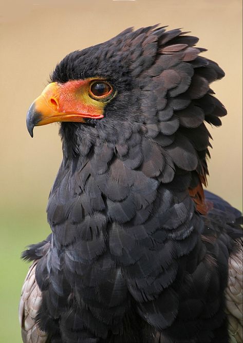 Rare Animals, Bateleur Eagle, Dessin Game Of Thrones, Eagle Photo, Regard Animal, Image Nature, Animal Study, Pretty Animals, Alam Yang Indah