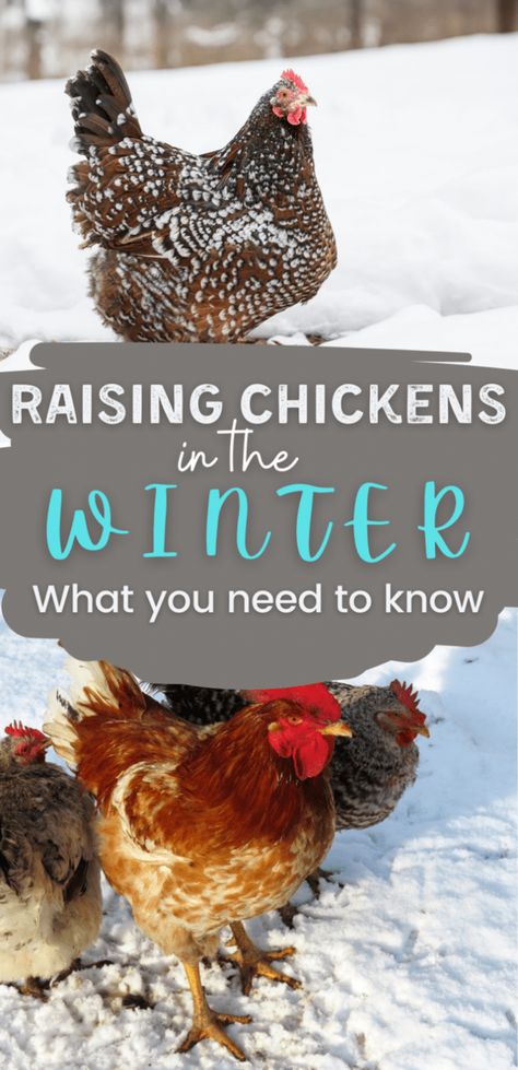 Protein For Chickens, Snacks For Chickens, How To Keep Chickens, What To Feed Chickens, Feed Chickens, Chickens 101, Chickens In The Winter, Duck Farming, Egg Laying Chickens