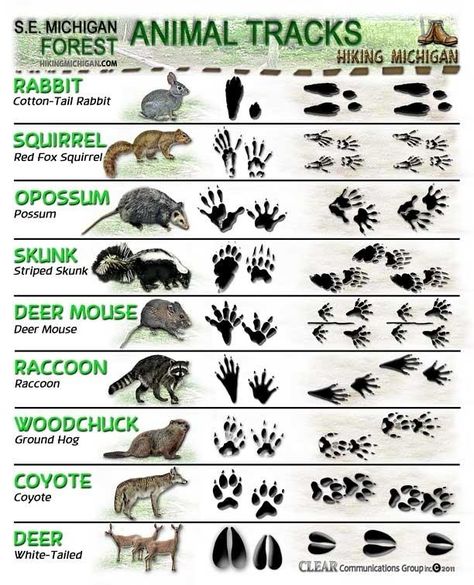See Who's Sharing the Trail With You—How to Identify Animal Tracks. Survival Tips, Camping Survival, Camping Hacks, Survival Skills, Animal Tracks, Apocalypse Survival, Wilderness Survival, Camping Fun, Outdoor Survival