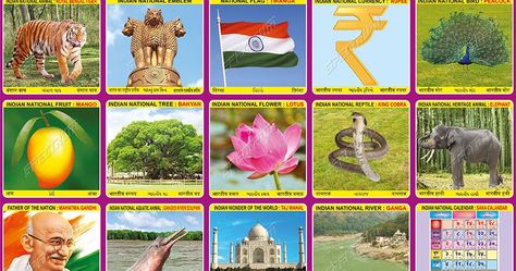 National Symbols of India, Royal Bengal Tiger, Rupee, Peacock, Mango, Banyan, Lotus, King Cobra, Elephant, Mahatma Gandhi, Ganges River Dolphin, Taj Mahal, Ganga, Saka Calendar, Tiranga, National Animal, National Emblem, Natinal Flag, National Bird, National Fruit, National Tree, National Flower, National Reptile, National Heritage Animal, National River, National Calendar, Wonder of the World Tolu, Indian Symbols India, India National Symbol, National Festivals Of India Chart, National Symbols Of India Chart, Lkg Project, National Symbols Of India Worksheet, National Symbols Of India For Kids, Indian National Symbols