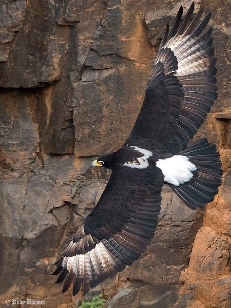 Verreaux's Eagle (Aquila verreauxii) in South Africa by Rudy Böhmer. This is one of the most specialized species of raptor in the world, with its distribution and life history revolving around its favorite prey species, the Rock Hyraxes. #eagles Verreaux's Eagle, Raptors Bird, Eagle Painting, Eagle Pictures, Black Eagle, Painting By Numbers, Golden Eagle, Paint By Numbers, Big Bird