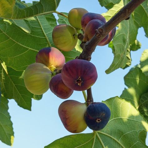 Native to the Mediterranean, fig trees are relatively simple to grow as long as you protect them from cold weather. Common fig trees are self-pollinating, so there's no complicated process required for the plant to bear fruit. Learn more about how to grow and tend to a fig tree. Fig Tree Aesthetic, Fig Tree Branch, Fig Aesthetic, Fig Fruit Tree, Growing Fig Trees, Current Joys, Fig Trees, Fig Plant, Fig Fruit