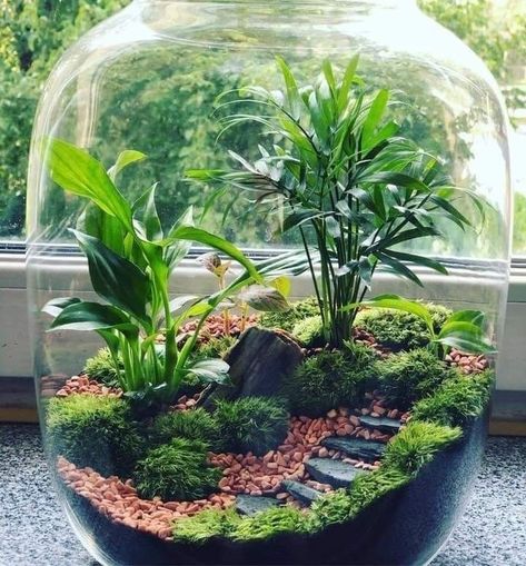 Ideal for beautify your favourite place❤️ Closed Terrarium Plants, Terrarium Scene, Diy Succulent Terrarium, Indoor Water Garden, Beautiful Terrariums, نباتات منزلية, Desain Lanskap, Moss Terrarium, Bottle Garden