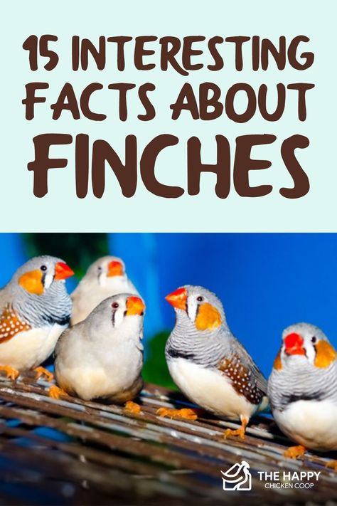 This article lists the most interesting facts about finches and their talents, qualities, and physical attributes that you should know about. Finch Bird Cage Ideas, Finch Aviary Indoor, Finches Bird Cage, Zebra Finches Bird, Finches Bird Pets, Zebra Finch Cage Ideas, Finch Cage Ideas, Canary Aviary, Pet Finch