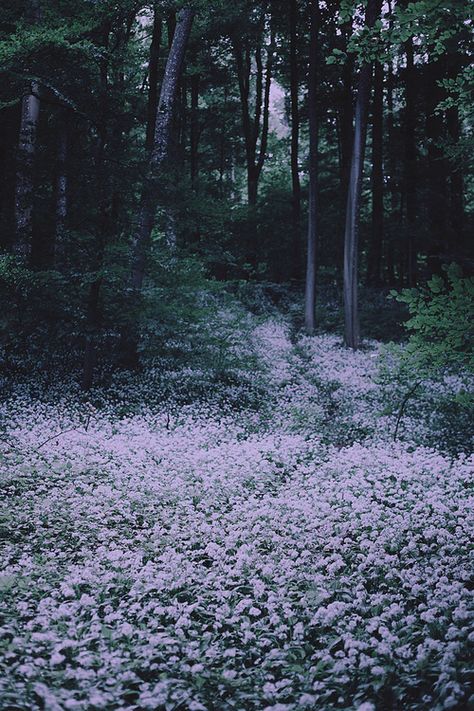 El camino se teñía de un rosa pálido , un bosque oscuro marcado por las flores Katniss Everdeen, Seasonal Aesthetic, Lala Land, Belle Nature, Book Character, Story Inspiration, Nature Landscape, Enchanted Forest, Aesthetic Photo