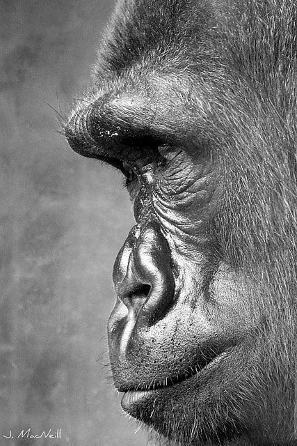 Philadelphia Zoo Gorilla Side Profile, Gorilla Face, Gorillas In The Mist, Fav Animal, Regard Animal, Gorillas Art, Silverback Gorilla, Philadelphia Zoo, Tattoo Aesthetic
