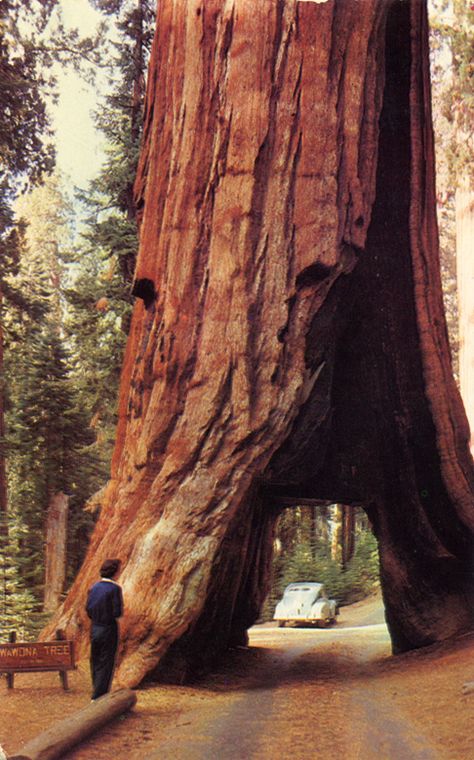 Yosemite National Park, Giant Sequoia, Wood Forest, Yosemite Park, Red Wood, Future Travel, Yosemite National, Travel Bucket, Vacation Spots