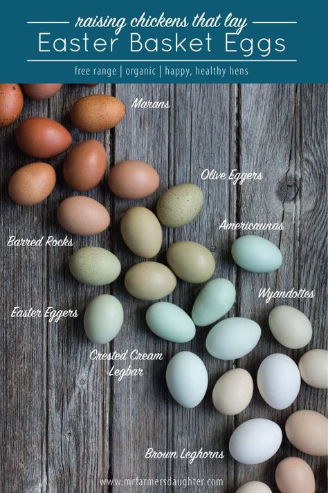 Raising Chickens That Lay Easter Basket Eggs #raisingchickensforeggs Easter Egger Chicken, Egg Stamps, Chicken Coop Ideas, Best Laying Chickens, Olive Egger, Leghorn Chickens, Laying Chickens Breeds, Laying Chickens, Best Egg Laying Chickens