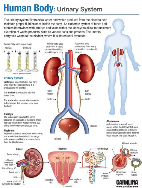 This website has a bit of basic information of the urinary system Printable wall art and Home Decor. The Urinary System, Sistem Saraf, Urinary System, Human Body Facts, Basic Anatomy And Physiology, Nurse Study Notes, Biology Facts, Medical Student Study, Nursing School Survival