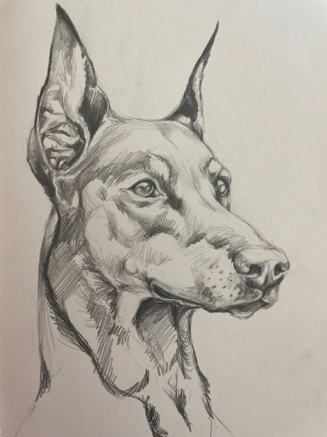 Animal Drawings Sketches Dog, Easy Artistic Drawings, Doberman Sketch Drawings, Doberman Dogs Drawing, Sweet Drawing Ideas, How To Draw A Doberman, Dog Drawing Doberman, Realistic Drawing Animals, Doberman Art Drawing