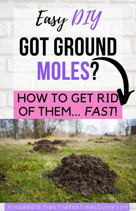 How to get rid of ground moles fast before they ruin your yard! #groundmoles #yardmoles #molesinyard #landscaping #lawn Mole Repellent How To Get Rid, Ground Moles Get Rid Of, How To Get Rid Of A Mole In The Yard, How To Keep Moles Out Of The Garden, How To Get Rid Of Groundhogs In Yard, Dawn Dish Soap To Get Rid Of Moles, Diy Mole Repellent, How To Get Rid Of Moles In Your Yard, Getting Rid Of Moles In Yard