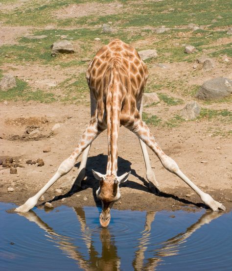 A drinking giraffe. A giraffe drinking from a pond #Sponsored , #PAID, #sponsored, #giraffe, #pond, #drinking Funny Giraffe Pictures, Giraffe Drinking Water, Aesthetic Profile Pic, Mixed Animals, Giraffe Images, Giraffe Photos, Animals Giraffe, Giraffe Illustration, Giraffe Pictures