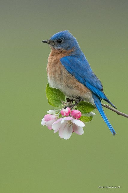 Bird Photos Photography, Chickadee Art, Birds Photography Nature, Blue Bird Art, Oil Painting Gallery, Art Painting Tools, Super Cute Puppies, Bird Carving, Most Beautiful Birds