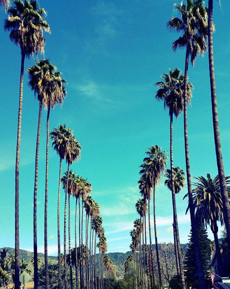 Palm Trees in Los Angeles, California, Palm Tree Lined Street Photo Print. California Photography. Los Angeles Photography. LA Photo. LA Art Los Angeles Palm Trees, Los Angeles California Photography, Tree Lined Street, California Palm Trees, Los Angeles Photography, California Vibe, Photography Los Angeles, California Photos, La Art