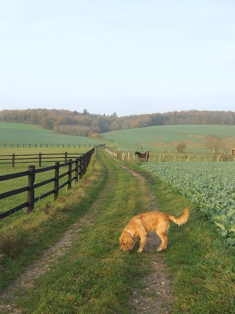 Farm Lane....We had fences on both sides, but our fences were posts and wire. I LOVED to walk down the lane ! Homes In The Country, Italy Country Side Aesthetic, Living In The Countryside, Inside Of Cottage, Summer In The Countryside, Countryside Home Aesthetic, Country Aesthetic House, Countryside Life Aesthetic, Rural House Country Living