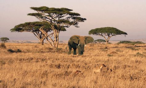 african safari | African Safari GIF | brendacarrillo95 Serengeti Tanzania, The Great Migration, Tanzania Safari, Acacia Tree, Les Continents, Out Of Africa, African Safari, Tanzania, Kenya