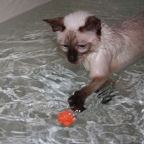 At least this one appears to be having fun. Ragdoll Cats, Siamese Cats Facts, Ragdoll Cat Colors, Animals Swimming, Rag Doll Cat, Cat Toilet Training, Burmese Cat, Cat Toilet, Gallery Ideas