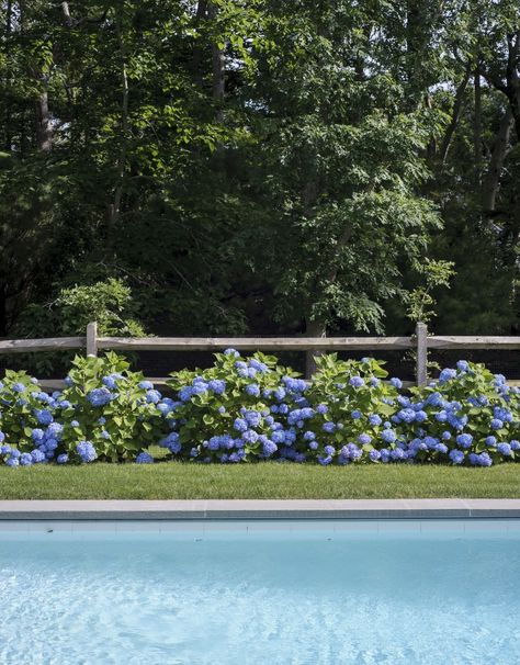 tiina-laakonen-hamptons-NY-swimming-pool-hydrangeas-gardenista Hamptons Pool, Fence Around Pool, Landscaping Around Pool, Landscaping Around House, Seaside Garden, Rhapsody In Blue, Pool Landscape Design, Classic Garden, Fence Landscaping