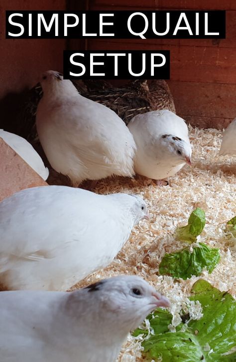 Raising Quail Pens, Quail As Pets, Quail Outdoor Habitat, Quail Coop Ideas Diy Easy, Natural Quail Enclosure, Easy Diy Quail Coop, Quail Feeder Ideas, Button Quail Habitat, Indoor Quail Enclosure