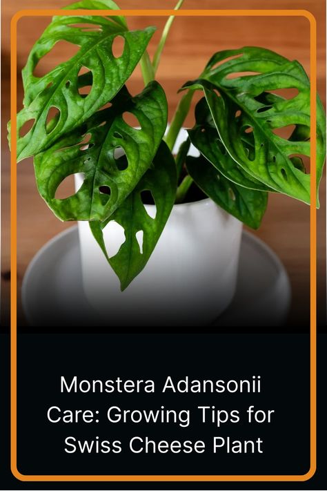 Discover expert tips on caring for Monstera Adansonii, the Swiss Cheese Plant. Learn how to grow and nurture this unique houseplant. Replant, Monstera Adansonii Care, Monstera Adansonii, Swiss Cheese Plant, Cheese Plant, Soil Ph, Growing Tips, Monstera Plant, Monstera Deliciosa