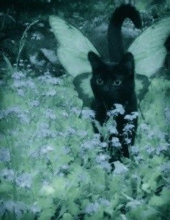 Not my photo* #catlover #blackcat #garden #whimsical #lavender #sadboihours #fairy #cats #fieldflowers #flowerpower #grunge #aesthetic #tumblr #kitty Tumblr, Fairy Cats, Garden Whimsical, Aesthetic Tumblr, My Photo, Grunge Aesthetic, Group Chat, Fun Games, Lavender