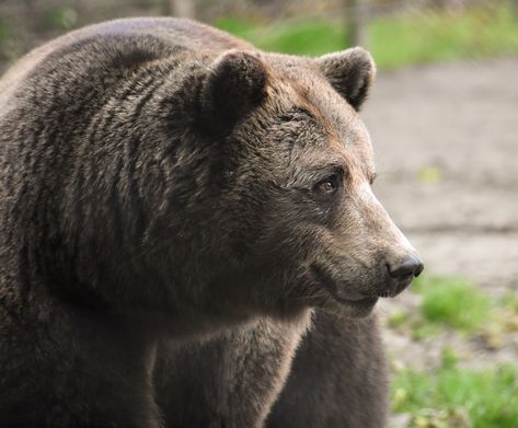 bear looking away side view, photographed it at the zoo instagram:photographing_dutch_girl Bear Side View, Head Side View, Reference Animals, Dutch Girl, Bear Head, The Zoo, Art References, Brown Bear, Side View