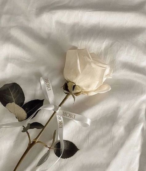 Pin by Haco on 素材 in 2022 | Cream aesthetic, Flower aesthetic, Beige aesthetic Delicate Aesthetic, Dior Aesthetic, Cream Aesthetic, Flower Therapy, Classy Aesthetic, Wallpapers Iphone, Foto Ideas Instagram, Minimalist Wallpaper, Beige Aesthetic