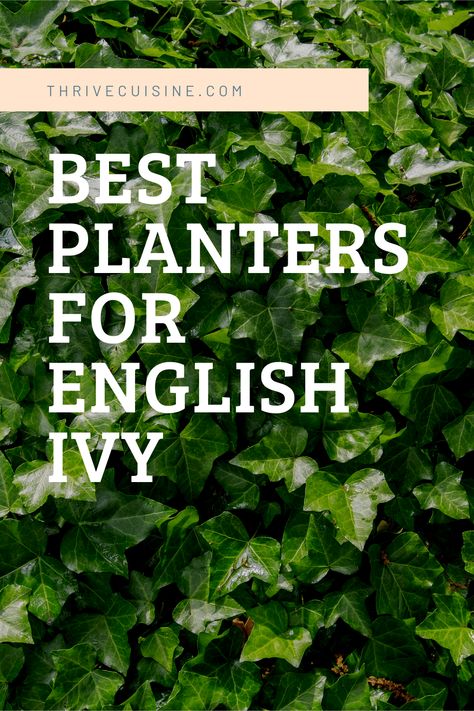 Ivy In Pots, Ivy Outdoor Ideas, Ivy Plants Outdoor, Ivy Garden Ideas, Ivy Planters Outdoor, Ivy Plant Outdoor, English Ivy Outdoor, English Ivy Indoor, Potted Ivy