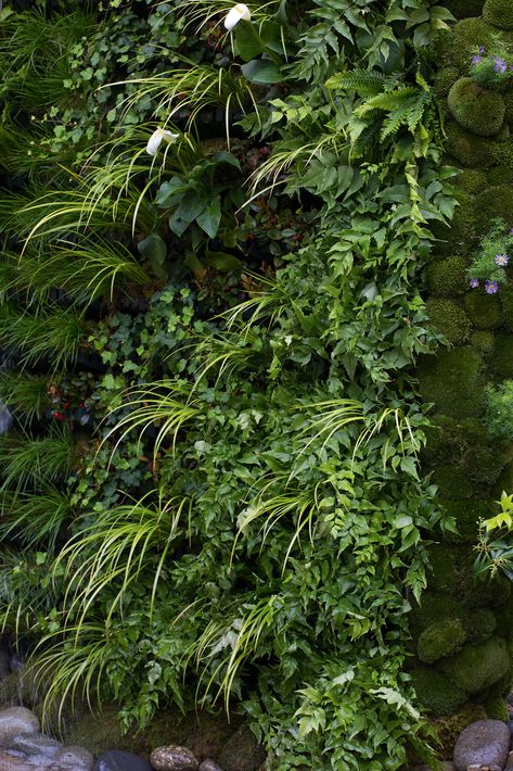 How to make a living wall – an easy step by step guide | Real Homes Living Wall Diy Outdoor, Living Outdoor Wall, Garden Plant Wall Ideas, Garden Back Wall Ideas, Green Living Wall Indoor, How To Make A Living Wall Outdoors, Making A Green Wall, How To Build A Plant Wall, How To Build A Living Wall