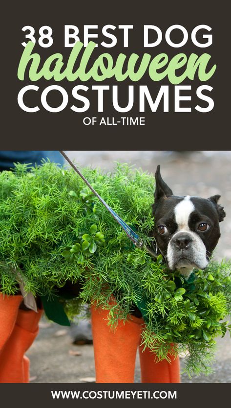 38 Best Dog Halloween Costumes of All Time - Costume Yeti Diy Pet Costumes Dogs, Diy Pet Costumes, Large Dog Costumes, Best Dog Halloween Costumes, Dog Halloween Costumes Diy, Best Dog Costumes, Small Dog Costumes, Halloween Costume Patterns, Cute Dog Costumes