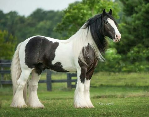 Navarre Croquis, Bonito, Piebald Horse, Dr Pets, Shire Horses, Akhal Teke Horses, Beautiful Horses Photography, Pony Breeds, Black Russian