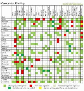 Companion Planting Chart Companion Gardening Chart, Cilantro Corn, Planting Chart, Companion Planting Chart, Companion Planting Vegetables, Gardening For Dummies, Companion Gardening, Garden Companion Planting, Cucumber Dill