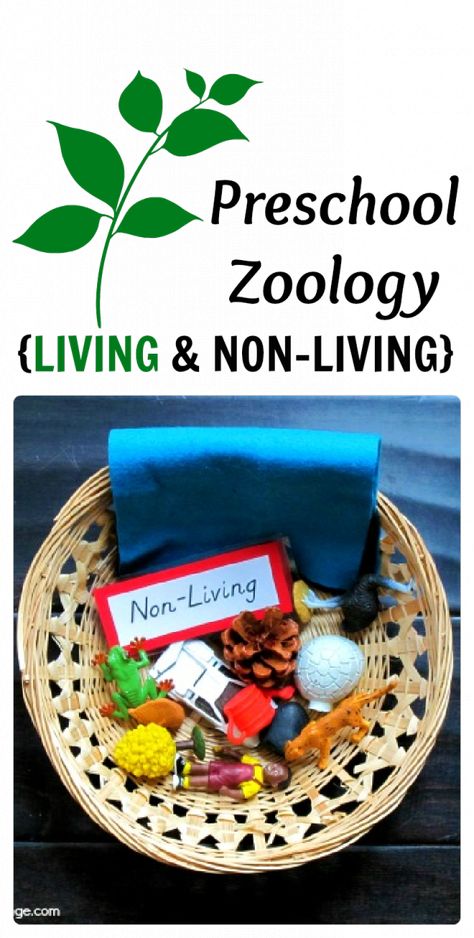 Preschooler science activities are fun and kids love them! Introduce Preschoolers to Zoology with this easy & inexpensive Montessori lesson. Living Things Preschool, Living Non Living Activities, Montessori Zoology, Science Center Preschool, Living And Nonliving, Montessori Science, Montessori Lessons, Preschool Science Activities, Nature Science