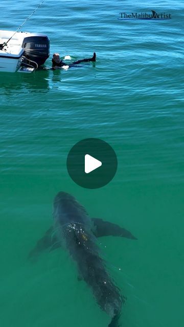 Carlos Gauna  🦈🐳🌌 on Instagram: "This was one of the more interesting encounters I've filmed. - This fisherman was swimming next to his boat. I'm standing on a beach nearly two miles away and signal the man with the drone simply to let him know he was near a larger juvenile white shark. This is nearly a 10-11 foot shark, so definitely not small. - This is a great example of situational awareness and why it's important to know when and where to swim. In this case, the fisherman decided to jump in the water right next to his boat, which is fine, except he had two live fish, probably his days catch, hanging off the side of the boat.  In my YouTube video featuring this encounter, you can see the fish dangling just behind the fishermen in the water.  - Had a negative encounter occurred it's Sea Lions Cute, Fishing Videos Funny, Scary Shark Pictures, Shark Jumping Out Of Water, Videos Of The Ocean, Shark Week Funny, Videos Of Nature, Shark Videos, Silly Shark