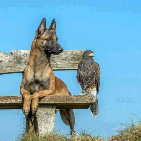 حصان عربي, Unlikely Animal Friends, Cele Mai Drăguțe Animale, Malinois Dog, Unlikely Friends, Animals Friendship, Unusual Animals, Belgian Malinois, صور مضحكة