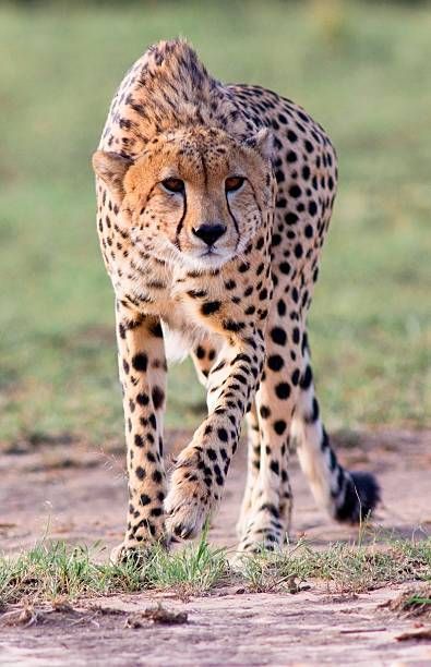 ©WLDavies............ Traquer guépard - Cheetah on the hunt    Travel Photography   | Travel Destinations | Highlights | Bucket List | Sightseeing |  Adventure Travel | Where to Go | Vacation | Holiday | Wanderlust  | Off the Beaten Path  | Nature Travel | Travel Ideas | Wildlife  | Africa Destinations  |   #traveldestinations #travel  #africa  #cheetah Pantanal, Cheetahs, Cheetah Photos, Cat Brain, Serval Cats, Herding Cats, Types Of Cats, Cheetah Animal, Siberian Cat