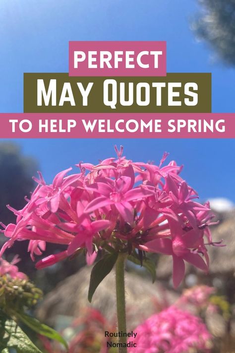 Here are the best May quotes and sayings. Including ones that are the inspirational, cute, funny, hilarious, short, for May 1st, welcome May sayings and hello May sayings. Find the best Month of May quotes that fits your experience, picture or just inspires you! Welcome Month Of May Quotes, May Funny Quotes Month, Funny May Quotes, Monthly Inspirational Quotes, May Inspirational Quotes, Quotes For May Month, May Quotes Month Funny, May Month Quotes Inspiration, Month Of May Quotes Inspiration