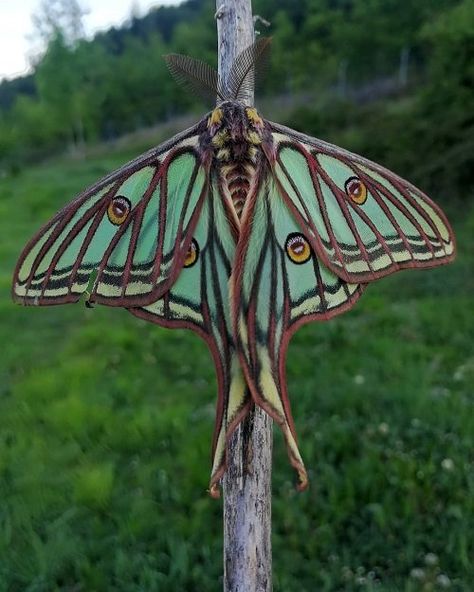 Cute Moths, Giant Leopard Moth, Leopard Moth, Colorful Moths, Moth Species, Cute Moth, Sunset Moth, Atlas Moth, Moth Wings