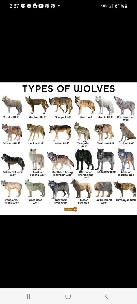 Nature, Wolf Fur Colors, Wolf Coat Colors, Wolf Pack Hierarchy, Wolf Body Language, Horse Therian Mask, Therian Wolf Mask Ideas, Wolf Pack Ranks, Therian Mask Ideas Wolf