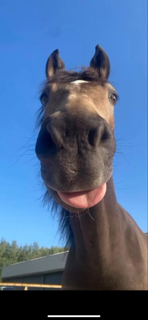 horse Rarest Horse Breeds, Horse Profile Pic, Goofy Horse Pictures, Horse Pfp Funny, Matching Horse Pfp, Horses In The Rain, Horse Sticking Tongue Out, Horse With Tongue Out, Horse Funny Face