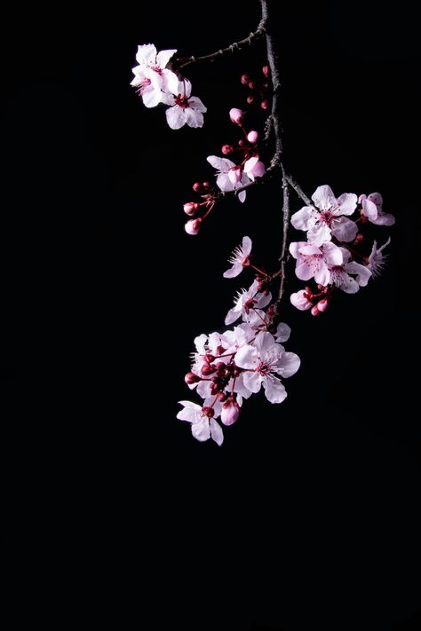 Black Flowers Wallpaper, Hd Flowers, Cherry Blossom Wallpaper, Cherry Blossom Background, Cherry Flower, Witchy Wallpaper, Cute Black Wallpaper, Flower Iphone Wallpaper, Sakura Flower