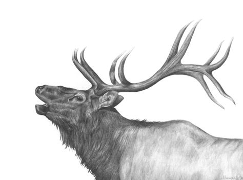 Elk done in graphite pencil by Marlene Mullet Elk Sketch Drawing, Bull Elk Drawing, Elk Antler Tattoo, Elk Sketch, Antler Drawing, Elk Drawing, Elk Art, Elk Tattoo, Elk Pictures