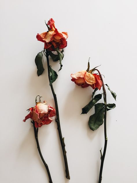 dried flowers - so lovely Nature, Dry Flower Photography, Dry Flower Tattoo, Dried Flower Photography, Dried Flowers Tattoo, Wilted Flowers Aesthetic, Dried Roses Aesthetic, Dead Flowers Aesthetic, Dried Flowers Photography