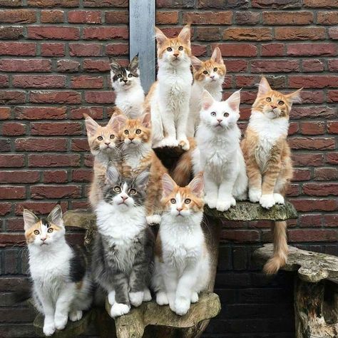 Class Of 2018: This Is How Animal Daycare Class Photos Would Probably Look Like - I Can Has Cheezburger? Group Of Cats, Haiwan Comel, Gatto Carino, Lots Of Cats, Cat Family, Funny Cat Pictures, Cute Cats And Kittens, Cute Kittens, Cats Meow