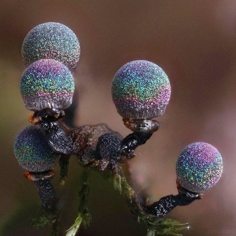 Secret Menu, Amazing Nature, Nature, Amethyst Mushroom, Slime Mold, Secret Menu Items, Slime Mould, Macro Photos, Disco Ball