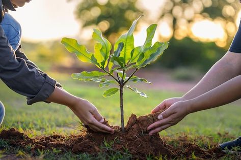 People hands planting small tree in suns... | Premium Photo #Freepik #photo #tree-planting #plant-hand #seedling #plant-tree Planting A Tree Aesthetic, Small Tree Plant, Planting Trees Aesthetic, People Planting Trees Drawing, Plant Trees Save Earth, People Planting Trees, Tanu Jain, Small Trees For Landscaping, Trees Pictures